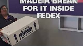 Massive 6-foot iguana escapes package at FedEx shipping center
