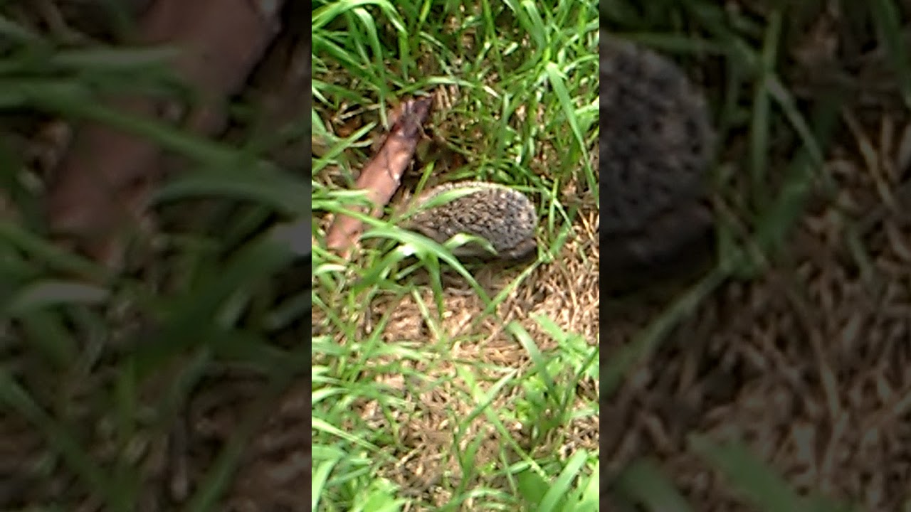 Еж ловит  пчел.