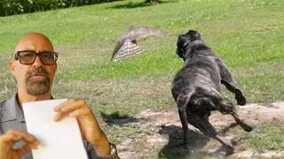 HAWK ATTACKS OUR ANIMALS - THE WORLD IS GOING TO COLLAPSE THE DOLLAR - 2008 WILL LOOK LIKE A PICNIC