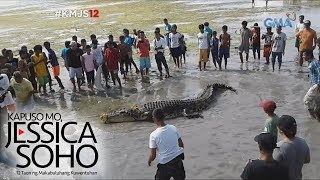 Kapuso Mo, Jessica Soho: Higanteng buwaya, namataan sa Tawitawi