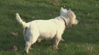 Application for anti-aging drug open for dogs
