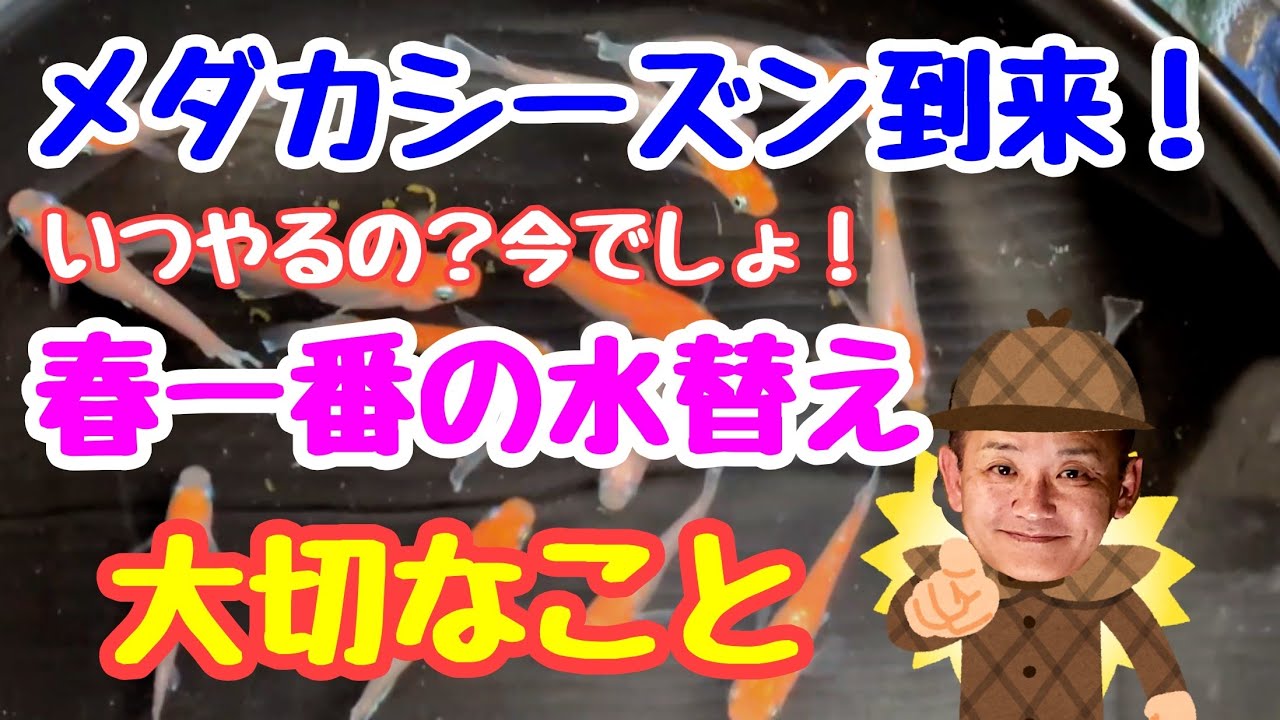 メダカシーズン到来！春一番の水替えで大切なこと