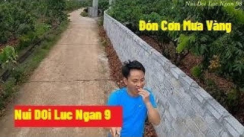 Cơn Mưa Vàng Mong Đợi Của Bà Con Nông Dân I Nui Doi Luc Ngan 98