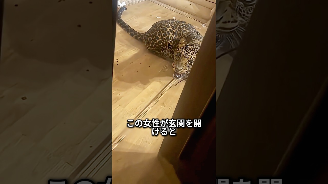 玄関に怒り狂ったヒョウが