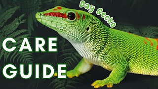 Ultimate Madagascar Giant Day Gecko Care Guide: Housing, Feeding, &amp; Expert Tips!