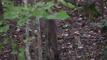 Doe HARVESTED Oct 21 2018 with Swhacker Broadhead