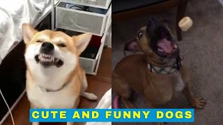 Cute and Funny Dogs