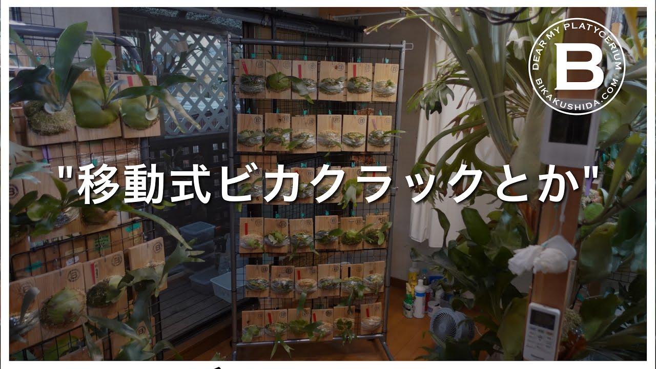 【移動式ビカクラック】ビカクシダ/コウモリラン/園芸/platycerium/鹿角蕨