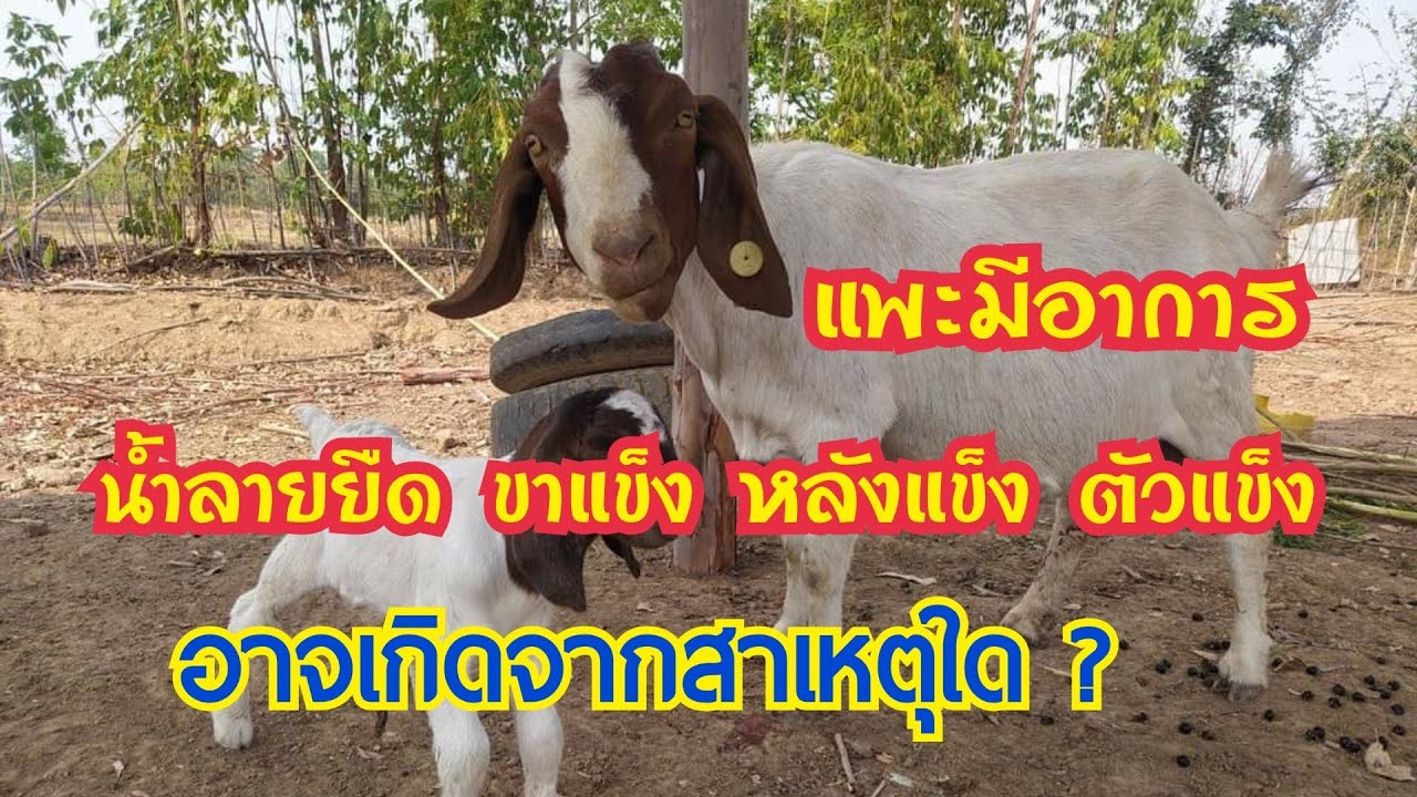 แพะเป็นน้ำลายยืด ขาแข็ง หลังแข็ง ตัวแข็ง อาจเกิดจากสาเหตุ ? by ชีลองฟาร์ม