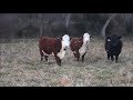 Metal Detecting The Old Cow Field | Aquachigger