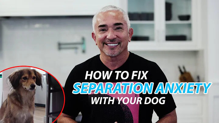 Cesar Explains How To Fix Separation Anxiety With Your Dog - DayDayNews