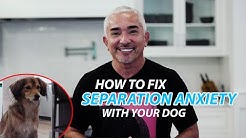 Cesar Millan Youtube