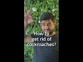 How to get rid of cockroaches? #shorts