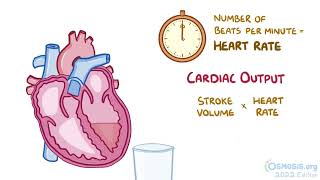 Cardiovascular: Stroke Volume, Ejection Fraction, & Cardiac Output