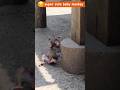 可愛すぎる!赤ちゃん猿のコケる瞬間 #snowmonkey