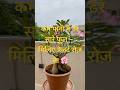 рџЊё More Blooms рџ ђ With Less Water рџ †Meet The Desert Rose рџЊµ рџЊё More Blooms рџ ђ With Less Water рџ †Meet The Desert Rose рџЊµ