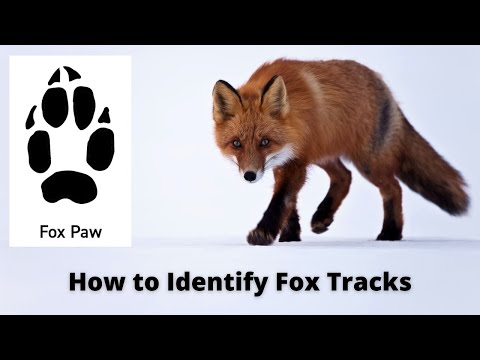 How to Identify Fox Tracks | Fox Footprints