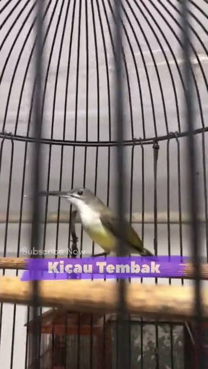 Pasti Masuk!! Pijantung Pisang Mbeset Kasar Suara Jernih Untuk Masteran Burung Juara | Kicau Tembak