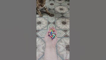 🐱 Cat Beads Reverse Video #cat #reversevideo #asmr #funny #funnyvideo #satisfying #shorts