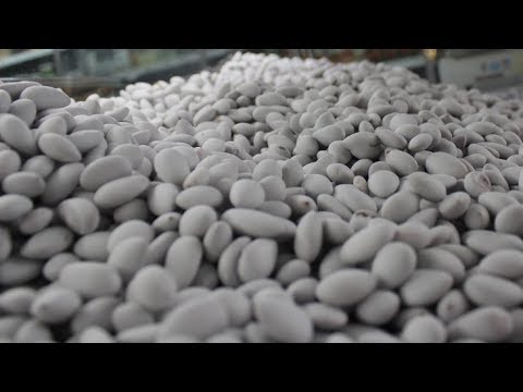 Video: Beyaz çikolatalı Bademli şekerlemeler
