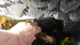 Видео Замечательное событие линька краба. (автор: Aqua News)