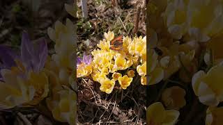 Первые пчёлы на весенних цветах #пчелы #крокус #первоцветы #бабочка #весна #Сибирь