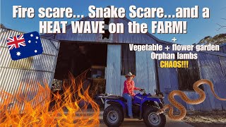 Fire +  Snake SCARE in 1 day! HEAT WAVE on our Australian sheep farm | Farm life Vlog