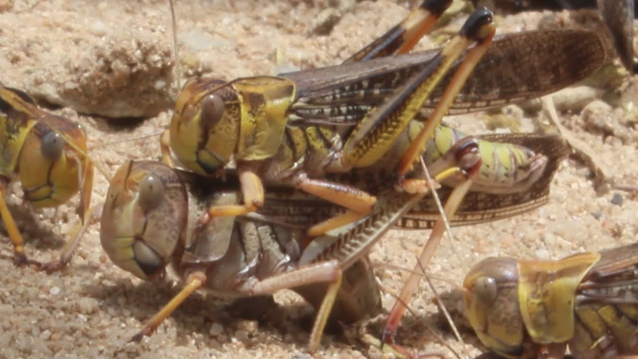 This Is How Grasshopper Keeps Their Egg Into The Sand - VikbolAny