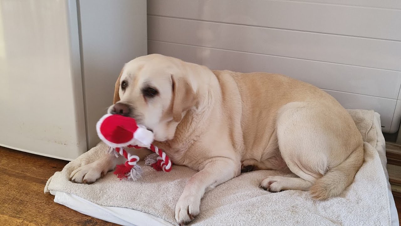 Наверстываем упущенное после Рождества, недорогое Рождество 🤑🥳😃 