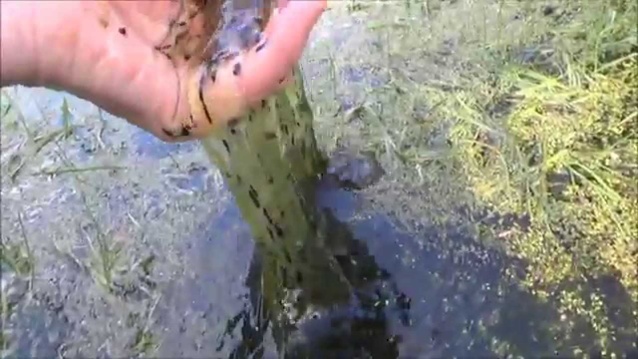 Frogs spawn hidden on the pond 