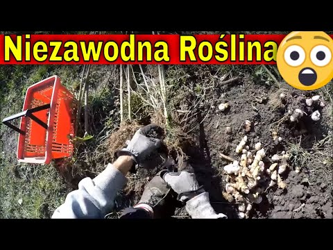 Topinambur, słonecznik bulwiasty.