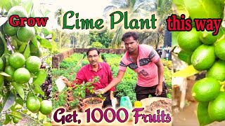 Grow Lime or Lemon Plant this Way and Get 1000 fruits at a time. Canker disease control.