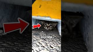 He Risked Everything to Save a Tiny Kitten! 😿❤️