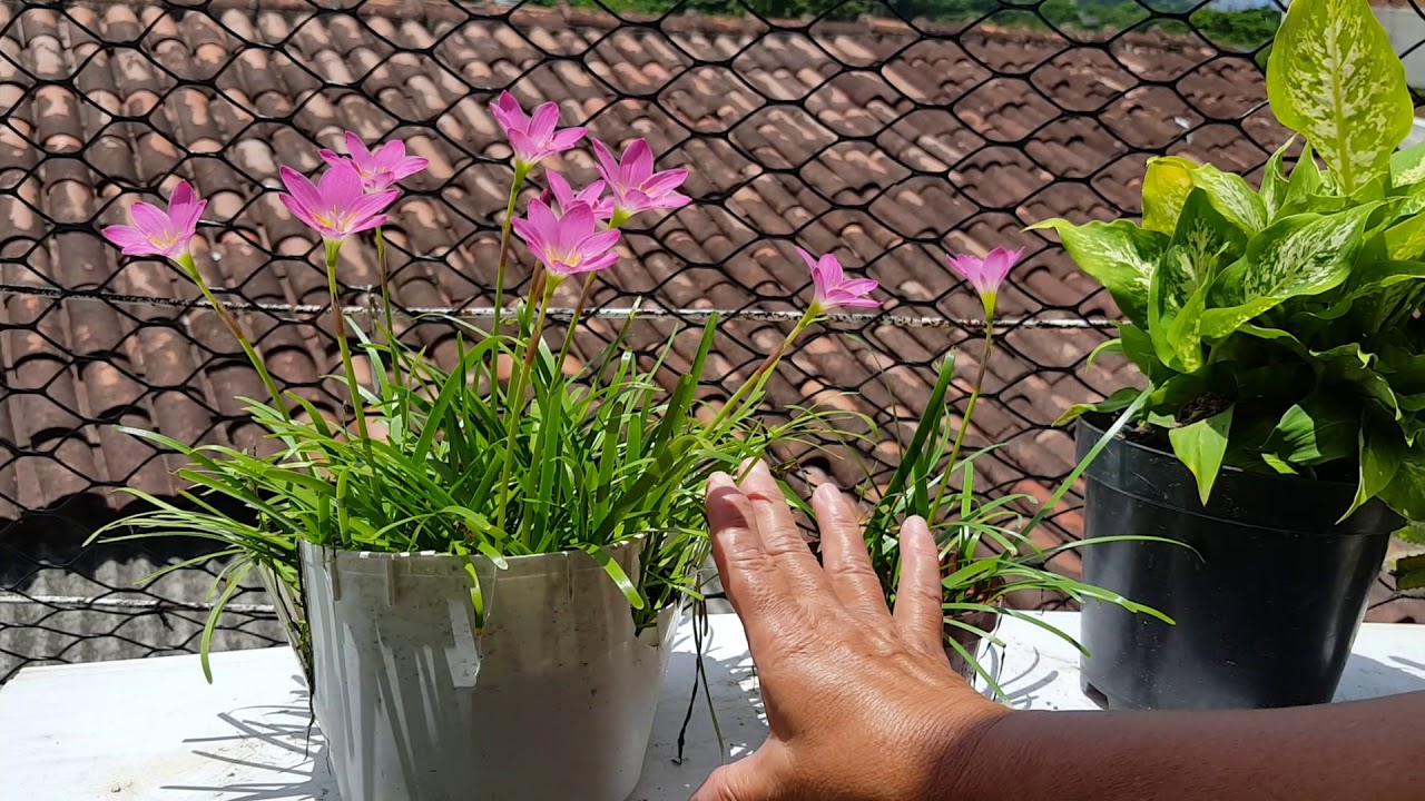 Mostrando o Lírio do vento da minha irmã - thptnganamst.edu.vn | Lírios, Planta lirio,  Como plantar rosas