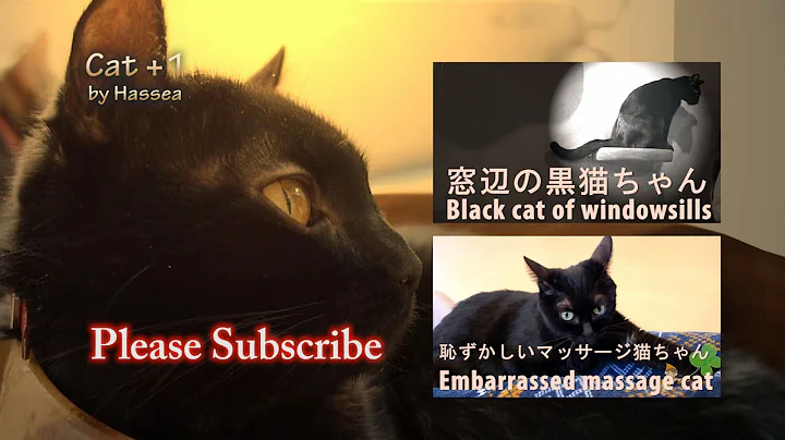 Watch the video about Black cat of Sunset American curl／Cat cafe in Yokohama Japan,