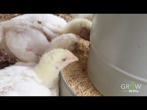 Video: Mayroon Bang Broiler Geese