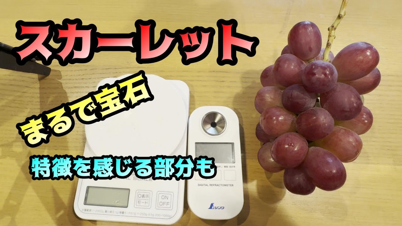 Identifying the characteristics of Scarlet (red grapes