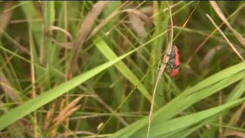 Biodiversity, Ecology and Evolution (BEE) Specialist program @ UTSC