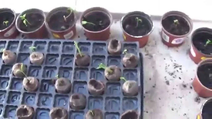 Peppers-They're outside!!!