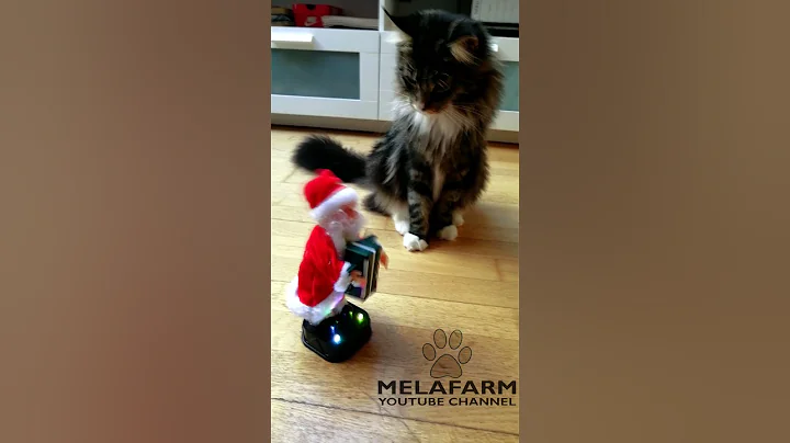 Watch the video about The kitten Maine Coon cat with long hair playing #shorts