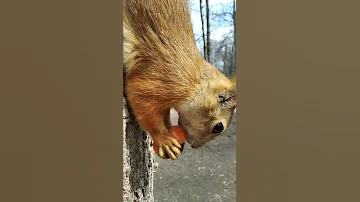 Белка ест морковку / Squirrel eats carrot