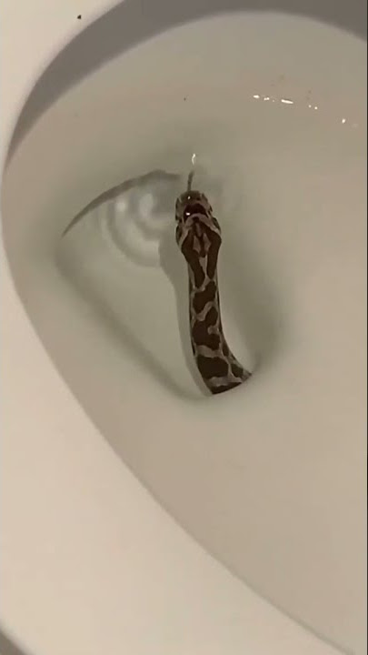 Cobra no Vaso Sanitário Todo Cuidado é Pouco