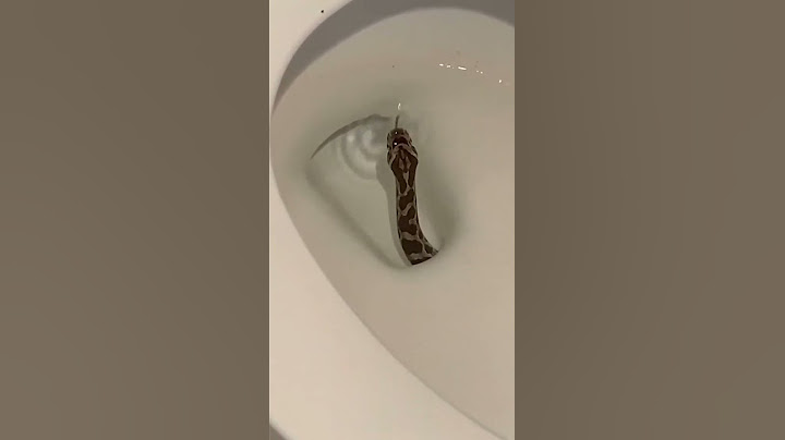 Cobra no Vaso Sanitário Todo Cuidado é Pouco