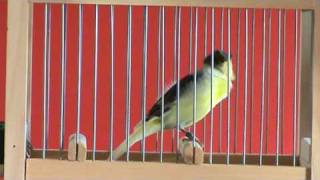 Spanish Timbrado 88 pts