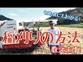 稲刈り初心者必見!コンバインでの刈り取り方法教えます!(rice is comedy)