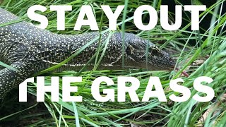 MANGROVE MONITOR MADNESS