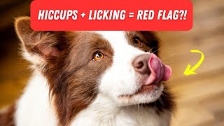 Dog hiccups and licking: Cute or Concerning