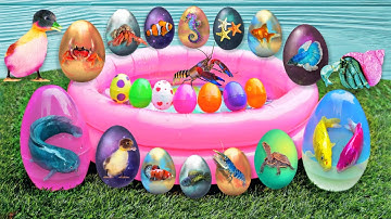 Tổng hợp video cá cảnh đẹp, động vật dễ thương, cá mập hổ, cá lóc thái, rắn, cá vàng, tôm, cá nóc