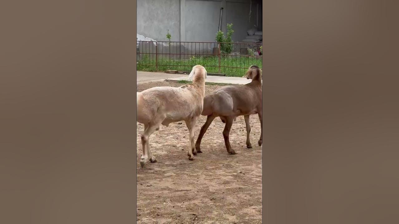 Самый Большой Бараны в Узбекистане - YouTube