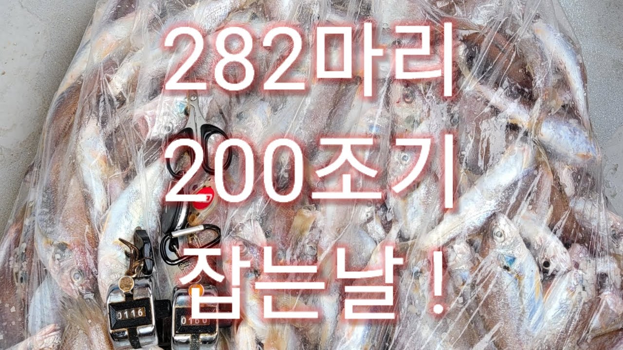 백조기 200조기 하는날 백조기 터졌어요~ #백조기 100조기 #200조기 #생활낚시 #체험낚시 - YouTube